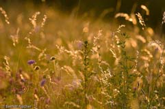 Trockenrasen - Zum Vergroessern klicken!